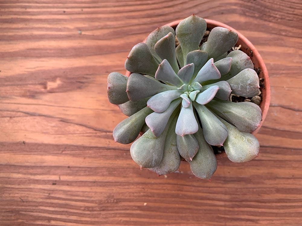 40 Types of Purple Succulents (With Pictures)
