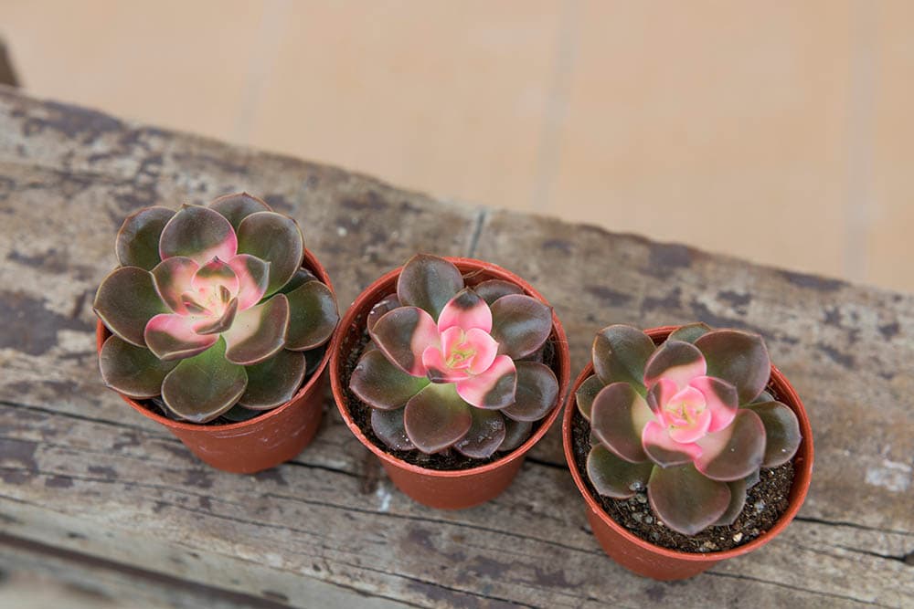 40 Types of Purple Succulents (With Pictures)