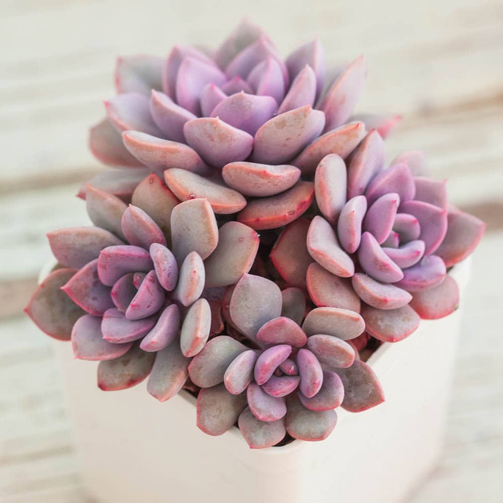 40 Types of Purple Succulents (With Pictures)