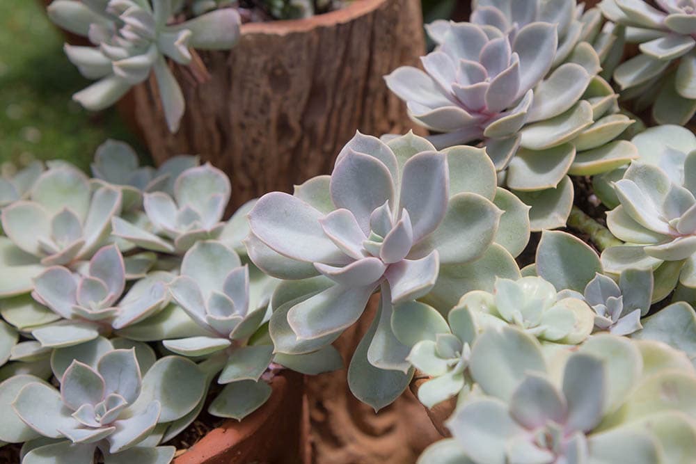 40 Types of Purple Succulents (With Pictures)