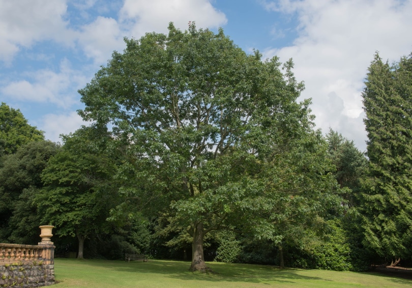 10 Different Types of Deciduous Trees (With Pictures)