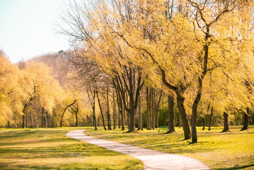 10 Different Types of Deciduous Trees (With Pictures)