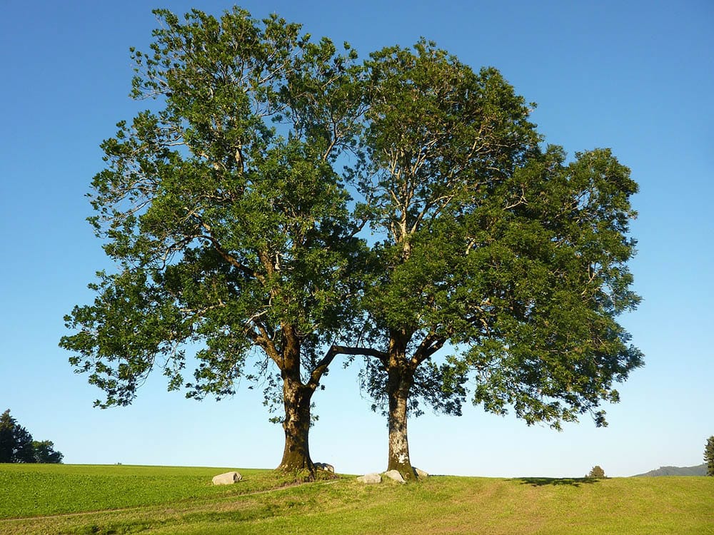 10 Different Types of Deciduous Trees (With Pictures)