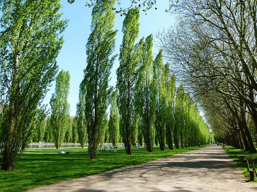 10 Different Types of Deciduous Trees (With Pictures)