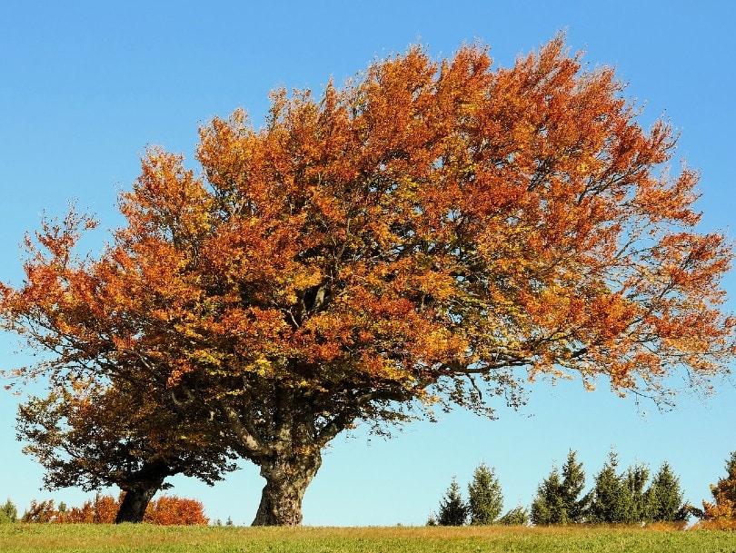 10 Different Types of Deciduous Trees (With Pictures)