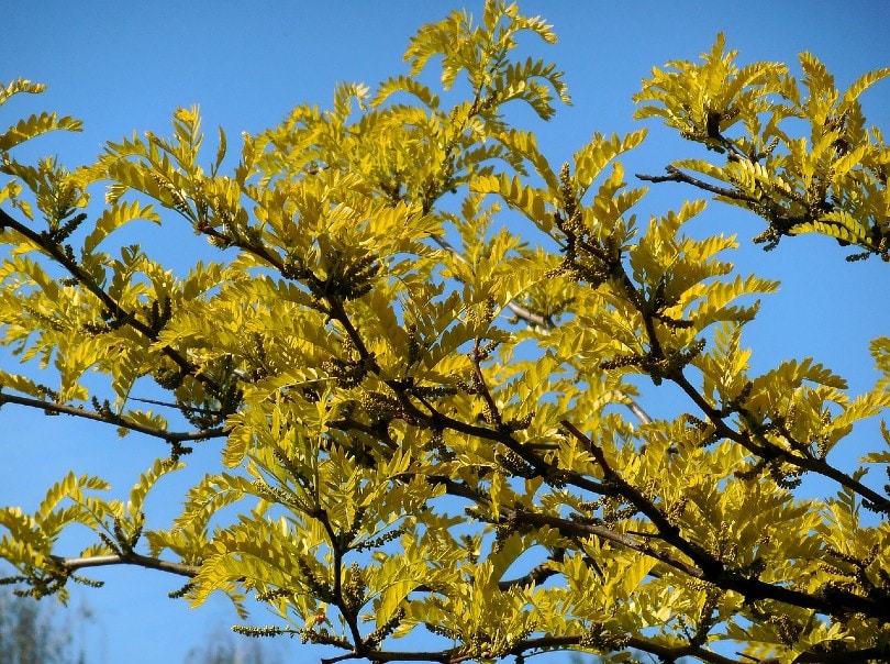 10 Different Types of Deciduous Trees (With Pictures)