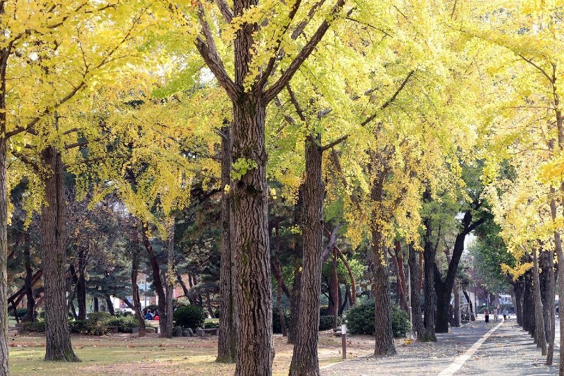 10 Different Types of Deciduous Trees (With Pictures)