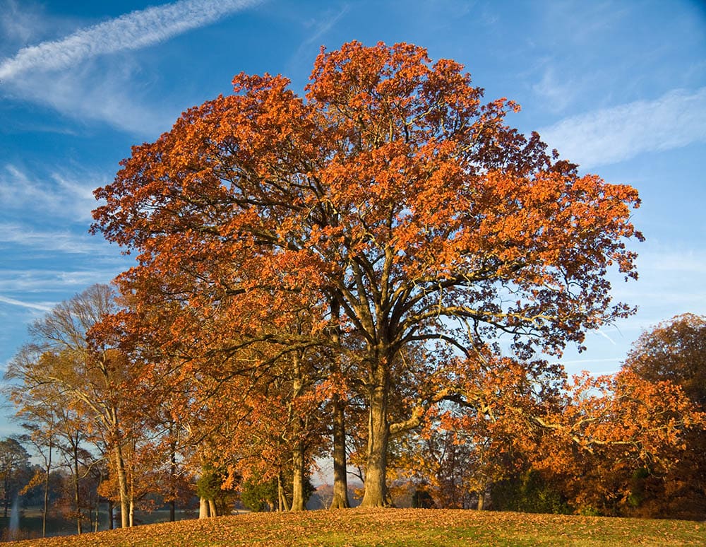 10 Different Types of Deciduous Trees (With Pictures)