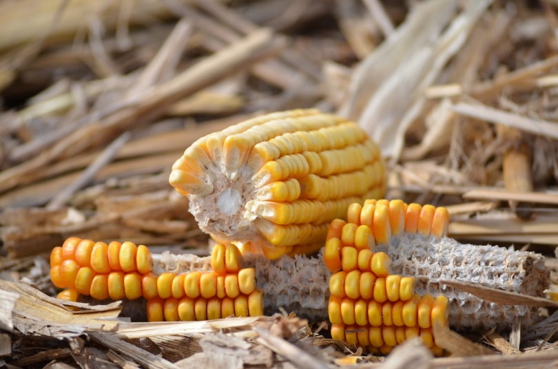 Can You Compost Corn Cobs? What Should You Expect?