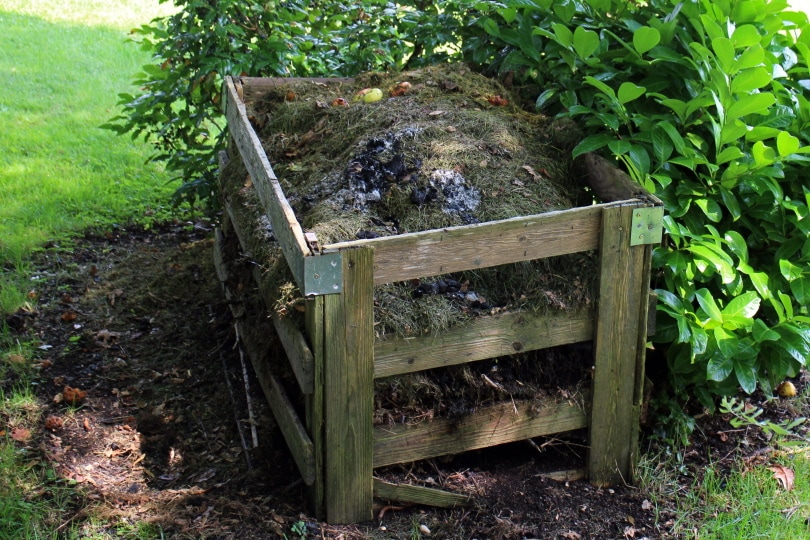 Can You Compost Corn Cobs? What Should You Expect?