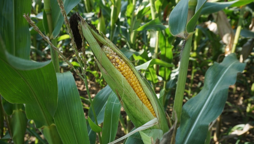 Can You Compost Corn Cobs? What Should You Expect?