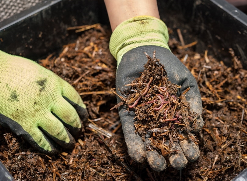 Can You Compost In The Winter? Are There Restrictions?