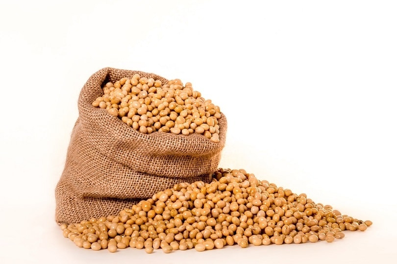 13 Brilliant Uses for Silica Gel Packs in Your Home & Garden