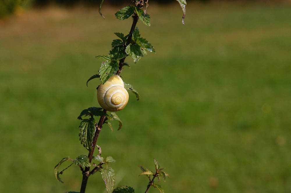 16 Garden Snail Facts and Statistics in 2022