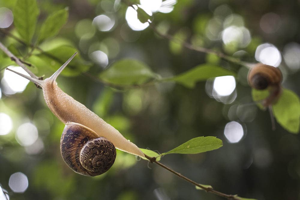 16 Garden Snail Facts and Statistics in 2022