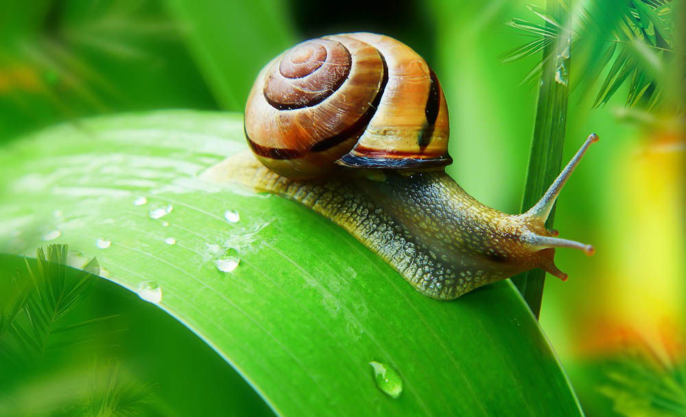 16 Garden Snail Facts and Statistics in 2022