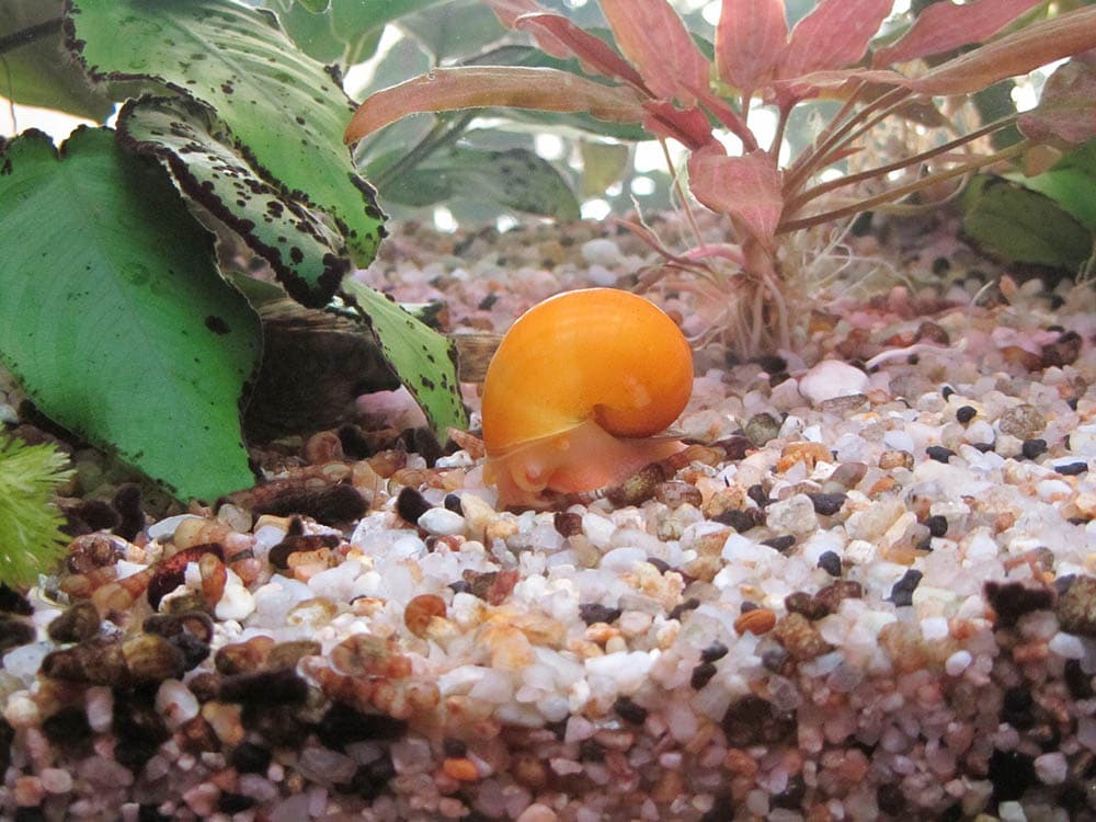 16 Garden Snail Facts and Statistics in 2022