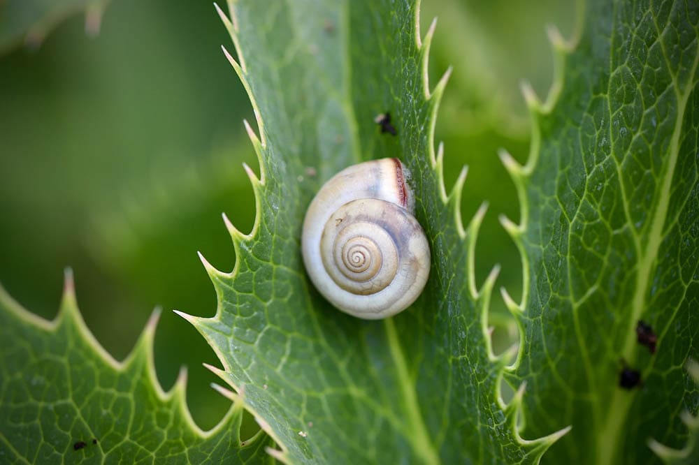 16 Garden Snail Facts and Statistics in 2022