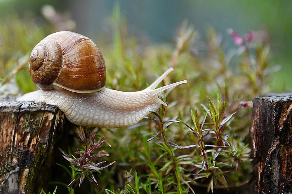 16 Garden Snail Facts and Statistics in 2022