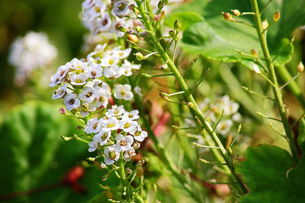 15 Types of Small Flower for Your Garden (With Pictures)