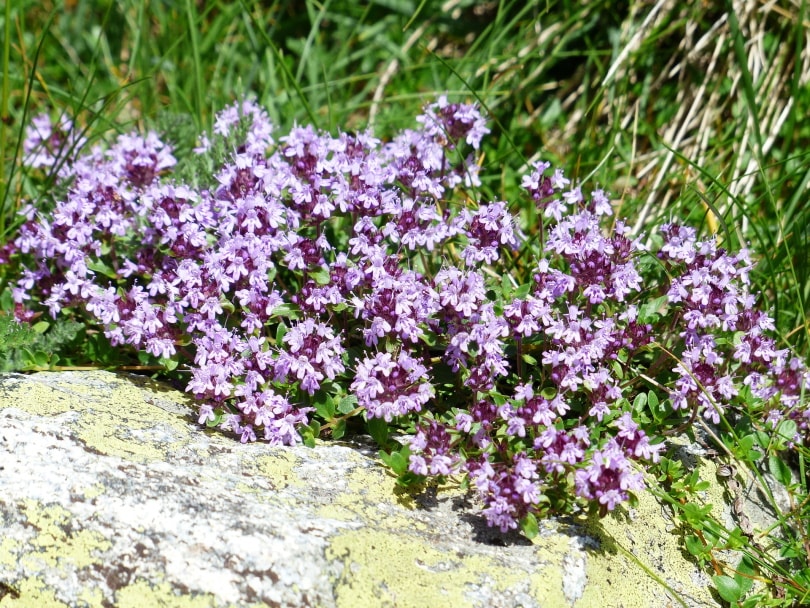 15 Types of Small Flower for Your Garden (With Pictures)