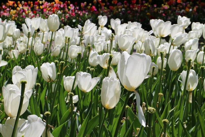 15 Types of Small Flower for Your Garden (With Pictures)