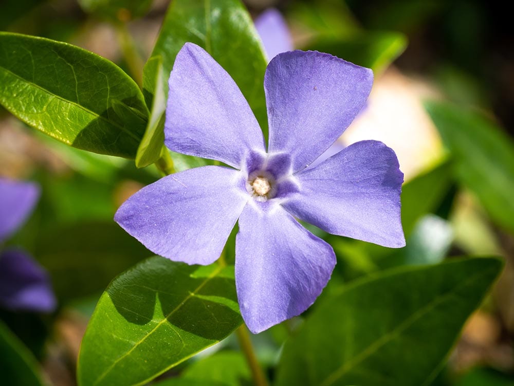 15 Types of Small Flower for Your Garden (With Pictures)