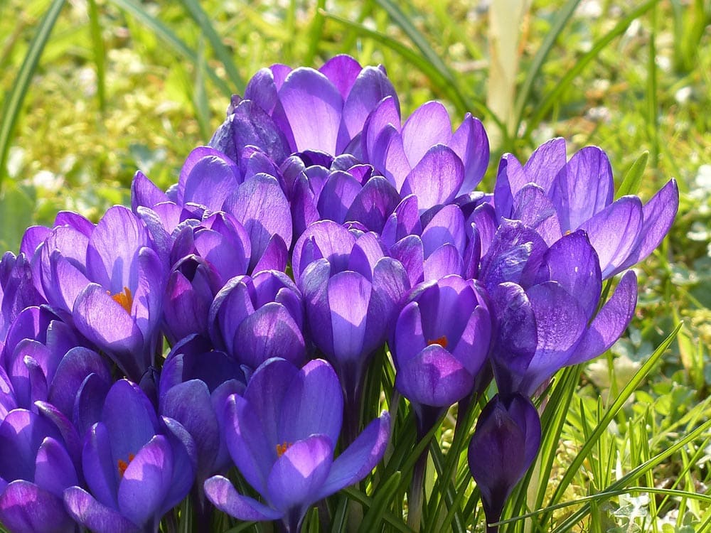 15 Types of Small Flower for Your Garden (With Pictures)