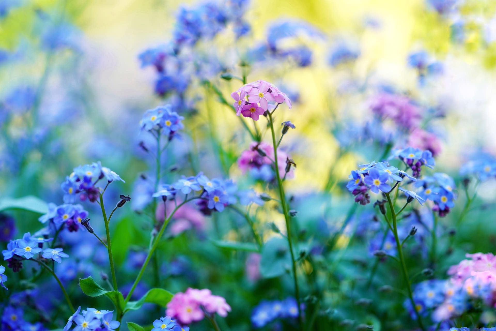 15 Types of Small Flower for Your Garden (With Pictures)
