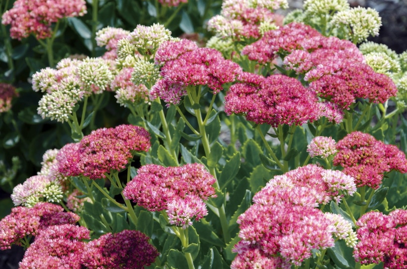 15 Types of Small Flower for Your Garden (With Pictures)