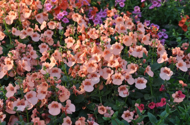 15 Types of Small Flower for Your Garden (With Pictures)