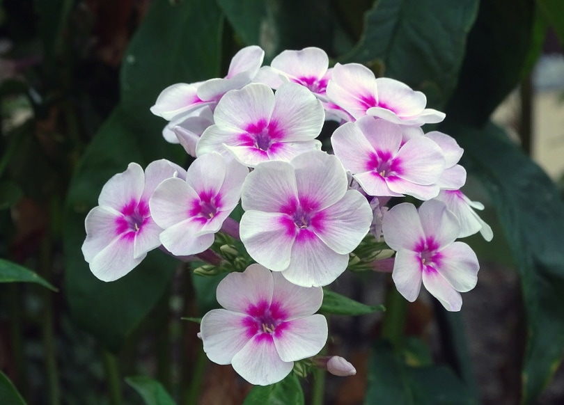 15 Types of Small Flower for Your Garden (With Pictures)