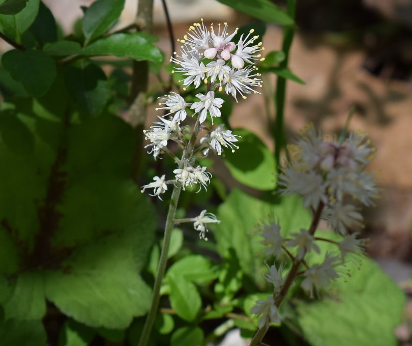 15 Types of Small Flower for Your Garden (With Pictures)