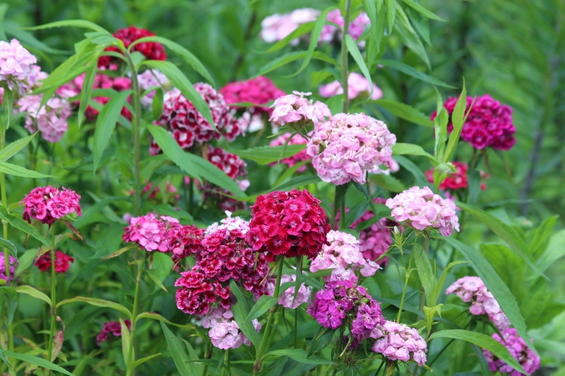15 Types of Small Flower for Your Garden (With Pictures)