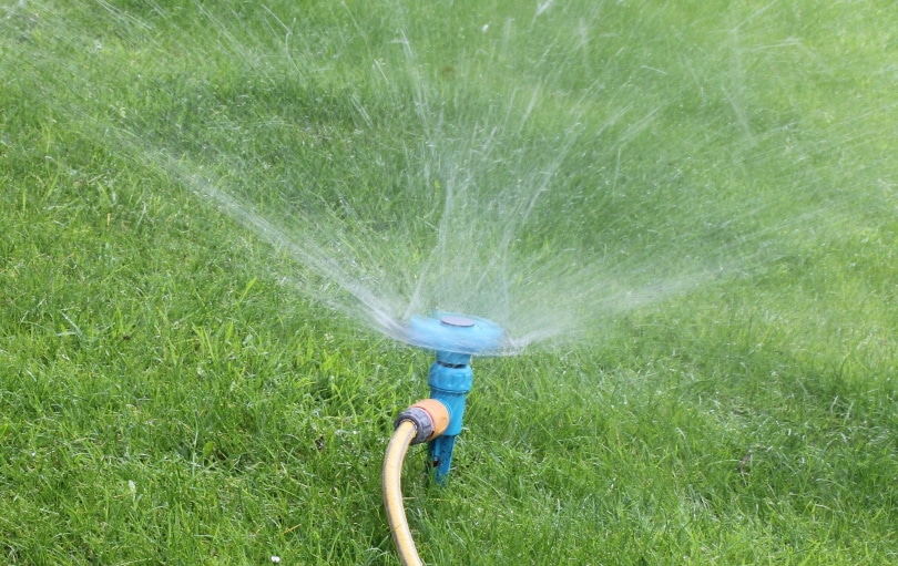 When Is the Best Time to Water Your Garden? The 6 Factors