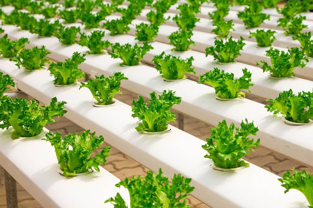 What Is Hydroponic Gardening? Are There Different Types?