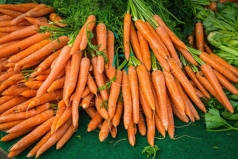 10 Easiest Plants to Grow From Seed in Your Garden