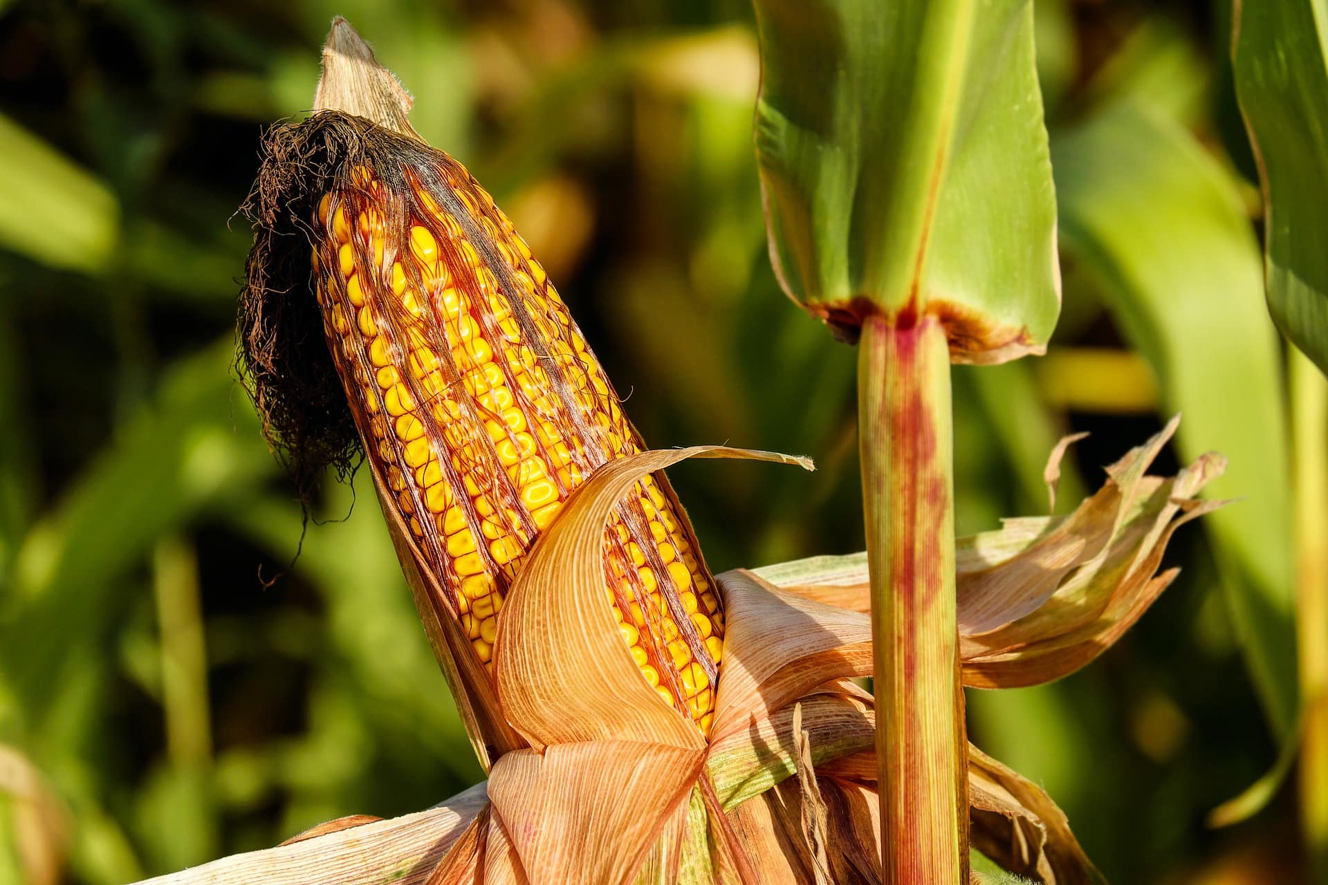 10 Easiest Plants to Grow From Seed in Your Garden