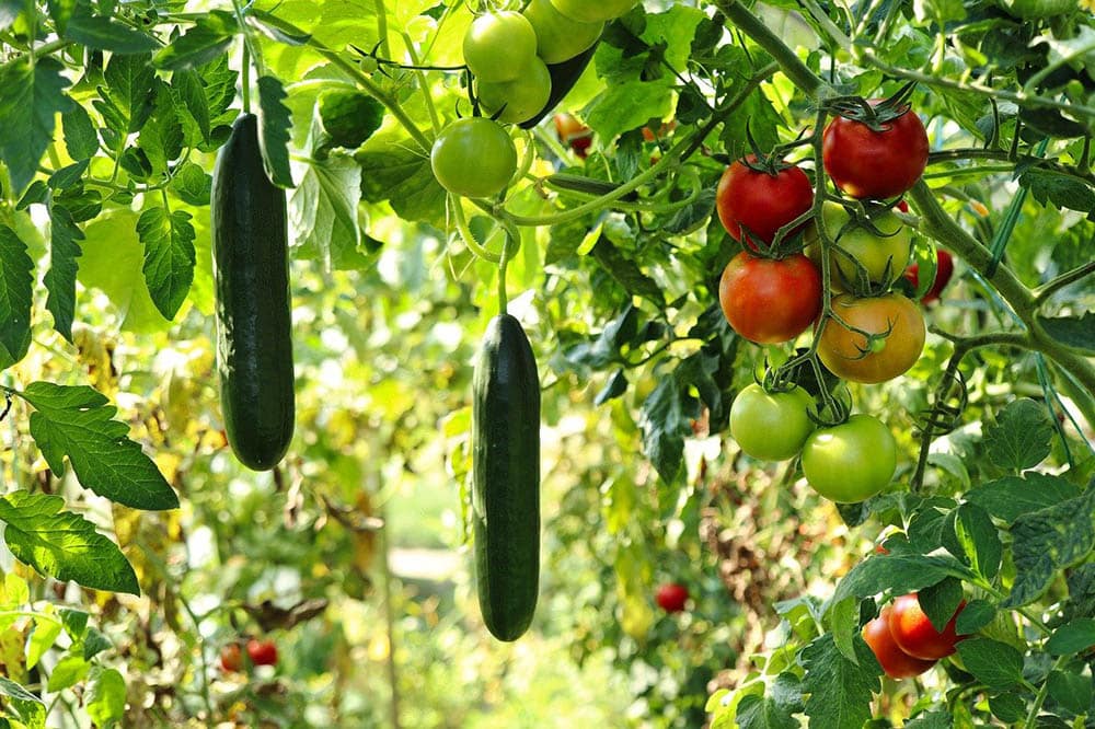 10 Easiest Plants to Grow From Seed in Your Garden