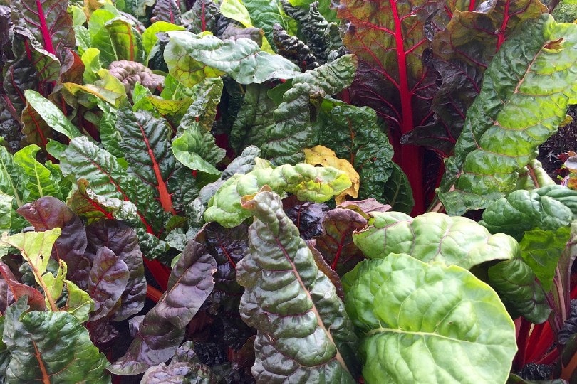 10 Easiest Plants to Grow From Seed in Your Garden