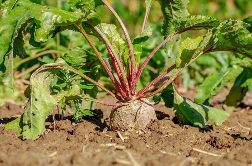 10 Easiest Vegetables To Grow In Your Garden (with Pictures)