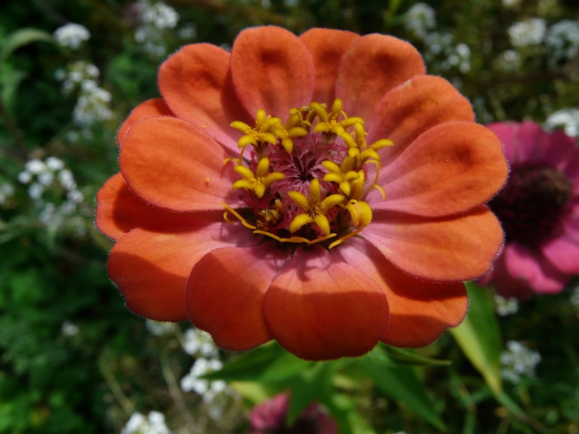21 Easy Flowers to Grow in Your Garden or Yard (with Pictures)