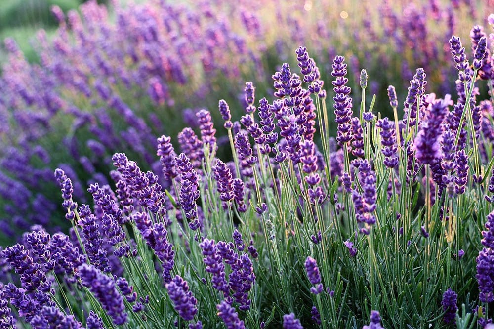 21 Easy Flowers to Grow in Your Garden or Yard (with Pictures)