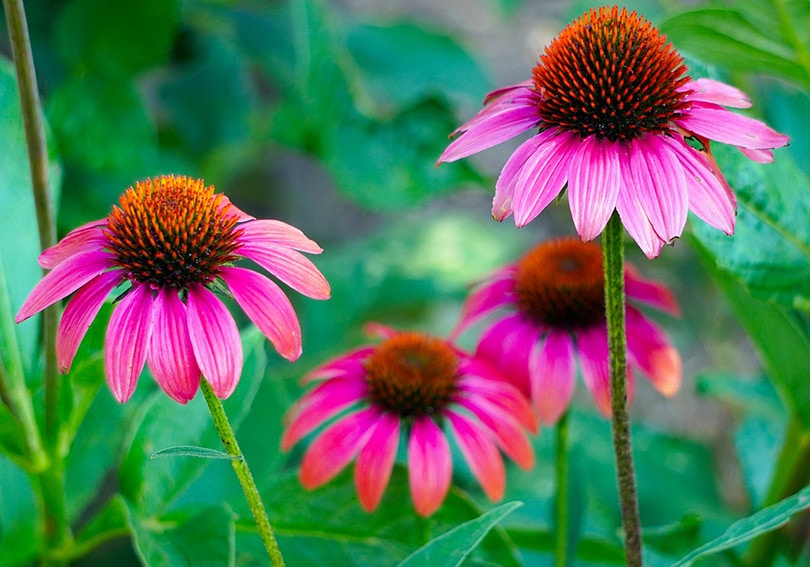 21 Easy Flowers to Grow in Your Garden or Yard (with Pictures)