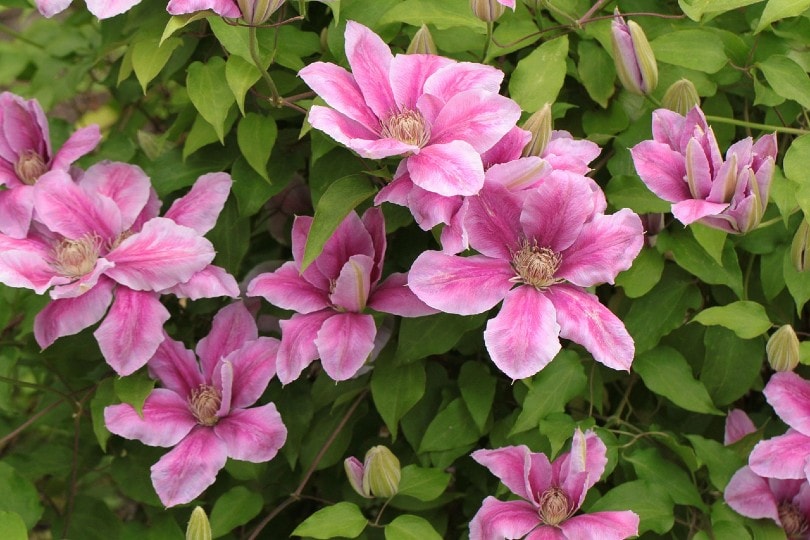 21 Easy Flowers to Grow in Your Garden or Yard (with Pictures)