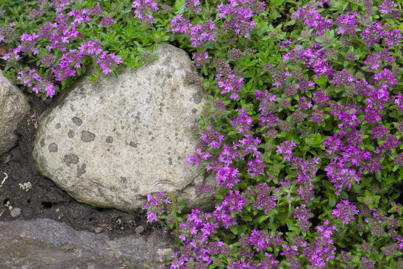 21 Easy Flowers to Grow in Your Garden or Yard (with Pictures)