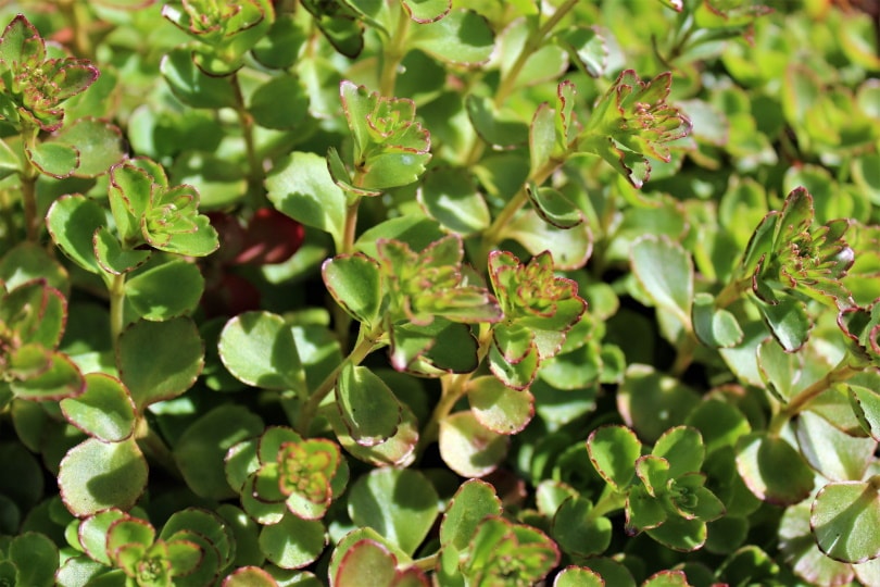 21 Easy Flowers to Grow in Your Garden or Yard (with Pictures)