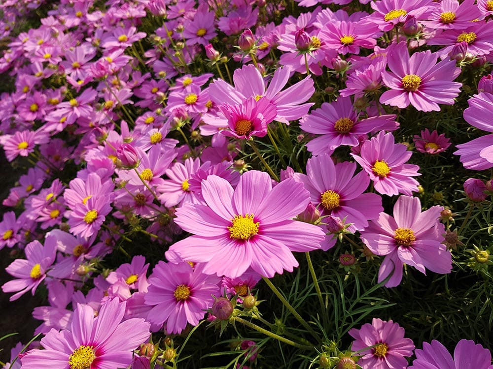 21 Easy Flowers to Grow in Your Garden or Yard (with Pictures)