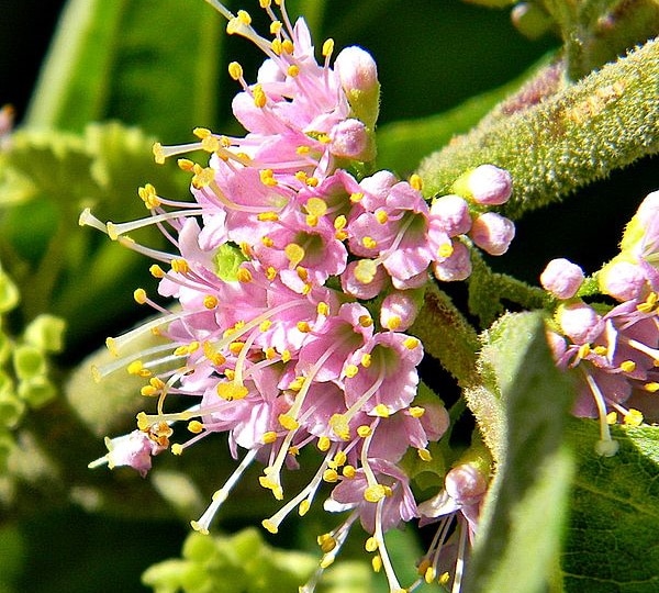 21 Easy Flowers to Grow in Your Garden or Yard (with Pictures)