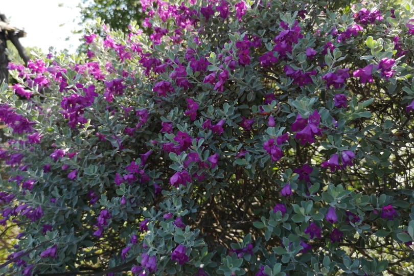 21 Easy Flowers to Grow in Your Garden or Yard (with Pictures)